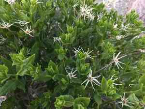 American threefold(Trixis californica)