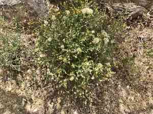 American threefold(Trixis californica)