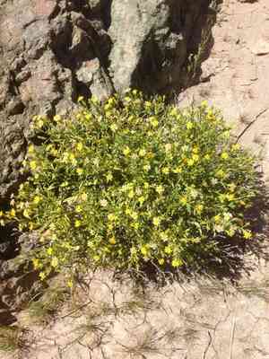 American threefold(Trixis californica)