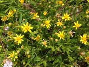 American threefold(Trixis californica)
