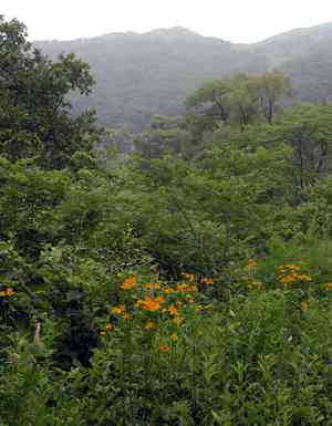 Chinese globeflower(Trollius chinensis)