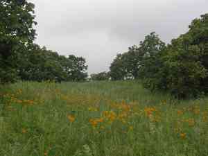Chinese globeflower(Trollius chinensis)