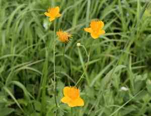 Chinese globeflower(Trollius chinensis)