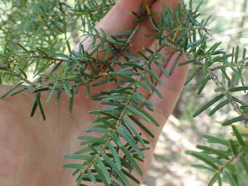 Carolina hemlock(Tsuga caroliniana)