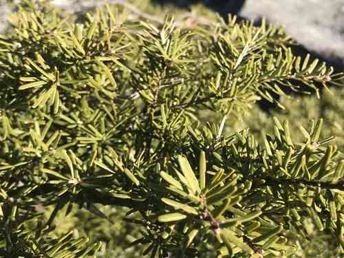 Carolina hemlock(Tsuga caroliniana)