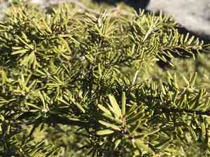 Carolina hemlock(Tsuga caroliniana)