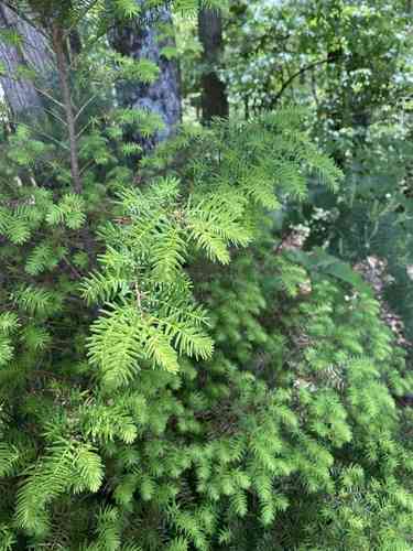 Carolina hemlock(Tsuga caroliniana)