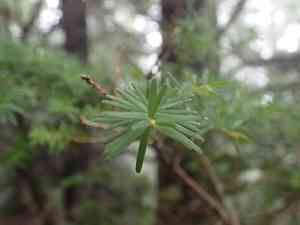 Carolina hemlock(Tsuga caroliniana)