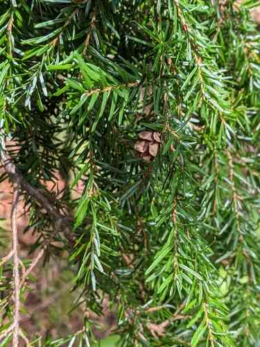 Western hemlock(Tsuga heterophylla)
