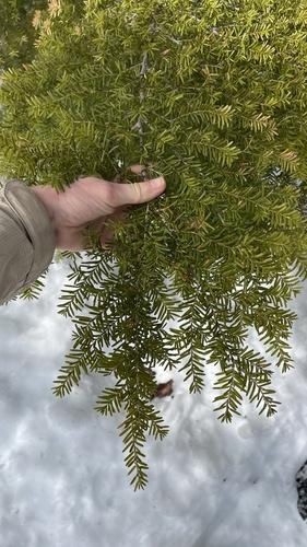 Western hemlock