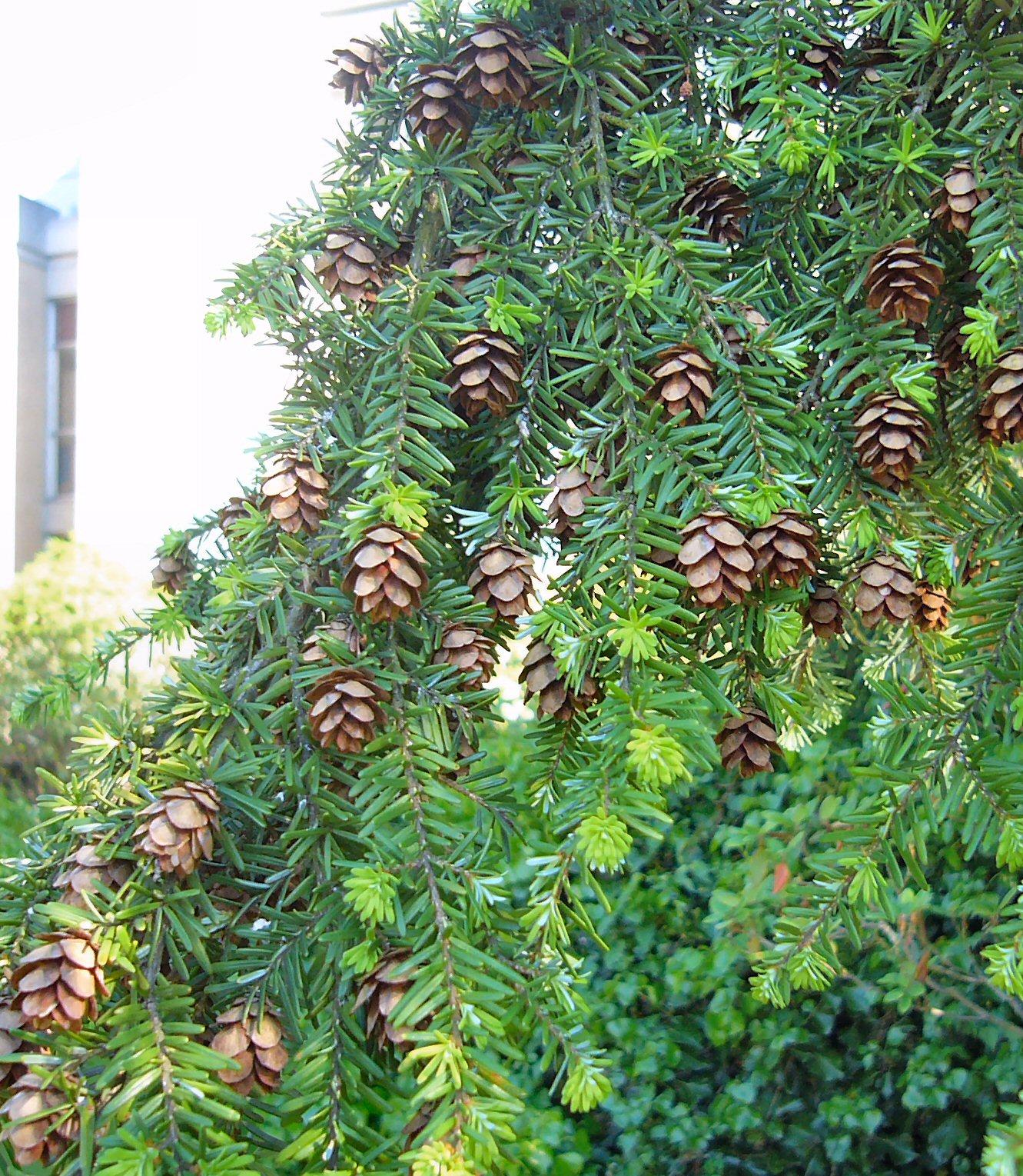 Western hemlock(Tsuga heterophylla)