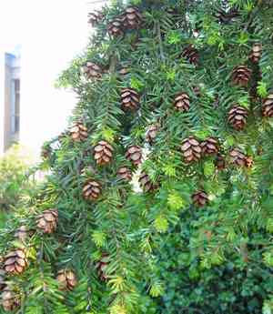 Western hemlock(Tsuga heterophylla)