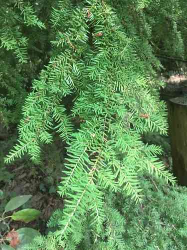 Western hemlock(Tsuga heterophylla)
