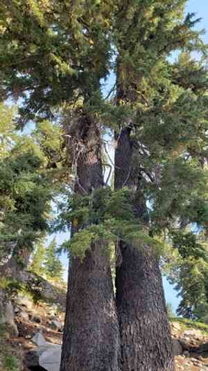 Mountain hemlock(Tsuga mertensiana)