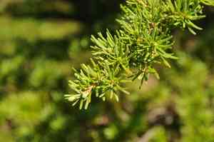 Mountain hemlock(Tsuga mertensiana)