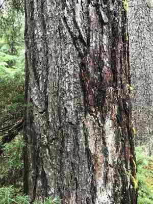 Mountain hemlock(Tsuga mertensiana)