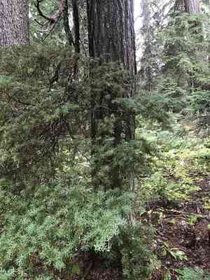 Mountain hemlock(Tsuga mertensiana)