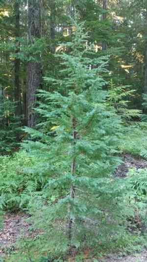 Mountain hemlock(Tsuga mertensiana)