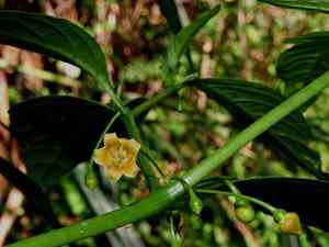 Wild japanese pepper(Tubocapsicum anomalum)
