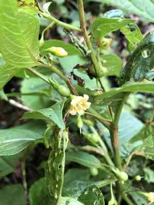 Wild japanese pepper(Tubocapsicum anomalum)