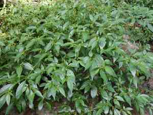 Wild japanese pepper(Tubocapsicum anomalum)