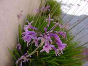 Society garlic(Tulbaghia violacea)