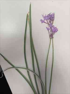 Society garlic(Tulbaghia violacea)
