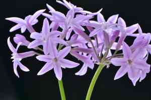 Society garlic(Tulbaghia violacea)
