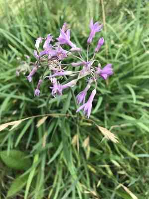 Society garlic(Tulbaghia violacea)