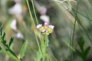 Greater bur parsley(Turgenia latifolia)