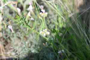 Greater bur parsley(Turgenia latifolia)