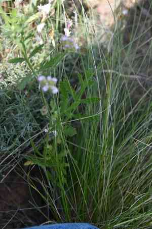 Greater bur parsley(Turgenia latifolia)