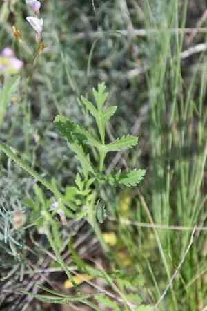 Greater bur parsley(Turgenia latifolia)