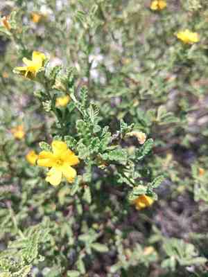 Damiana(Turnera diffusa)