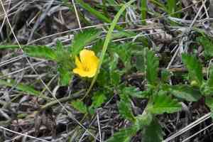 Damiana(Turnera diffusa)