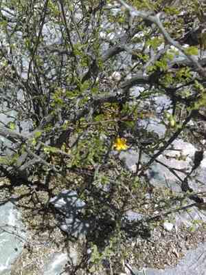Damiana(Turnera diffusa)