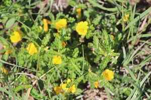 Damiana(Turnera diffusa)