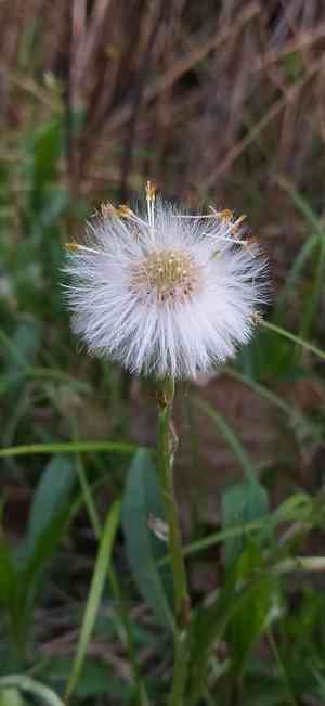 Coltsfoot(Tussilago farfara)