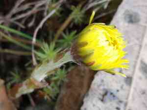 Coltsfoot(Tussilago farfara)