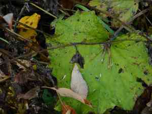 Coltsfoot(Tussilago farfara)