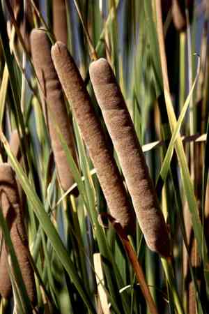 Narrowleaf cattail(Typha angustifolia)