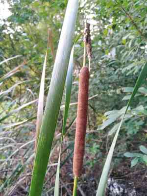 Narrowleaf cattail(Typha angustifolia)