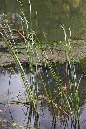 Narrowleaf cattail(Typha angustifolia)