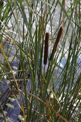 Narrowleaf cattail
