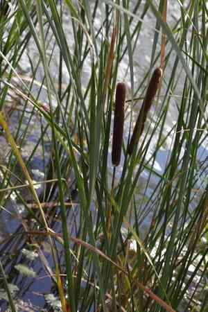 Narrowleaf cattail(Typha angustifolia)