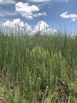 Southern cattail(Typha domingensis)