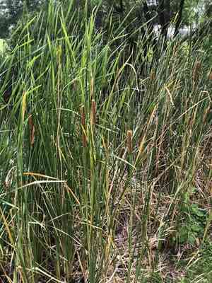 Southern cattail(Typha domingensis)