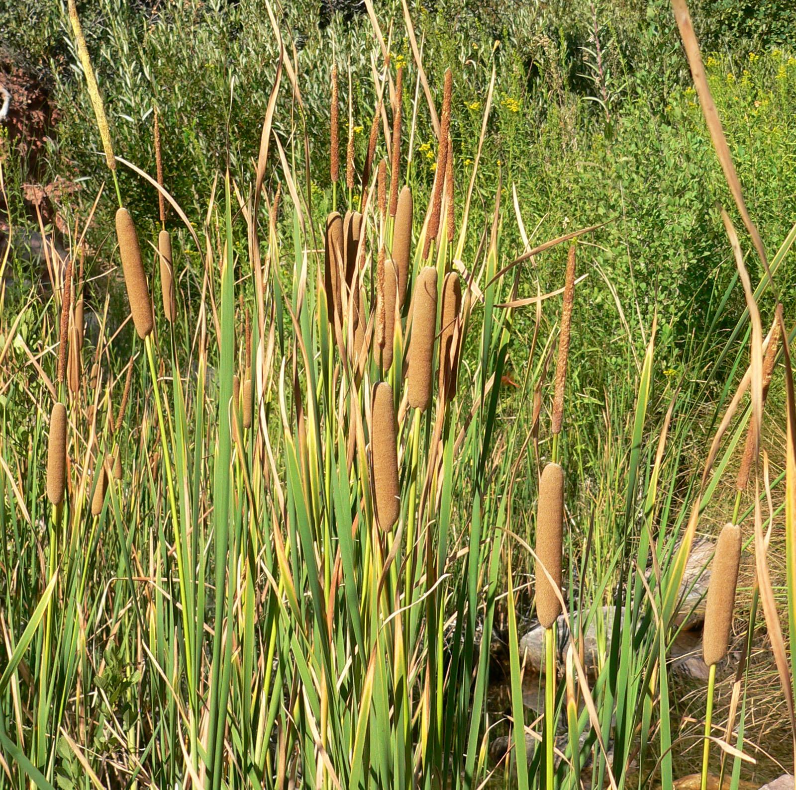 Southern cattail (Typha domingensis) Care Guide: Pests, Diseases ...