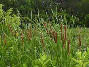 Southern cattail(Typha domingensis)