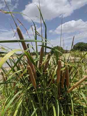 Southern cattail(Typha domingensis)